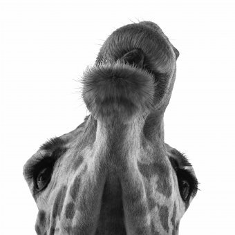 Fotografia "Giraffe in movimento", fotografo Sergio Luiz Cerezer Benetti Sergio alla Jose Art Gallery