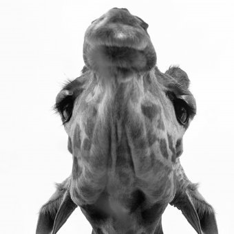 Fotografia "Arte selvaggia", fotografo Sergio Luiz Cerezer Benetti Sergio alla Jose Art Gallery