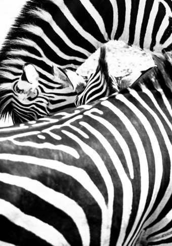 Fotografia "Echi della natura", fotografo Sergio Luiz Cerezer Benetti Sergio alla Jose Art Gallery