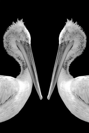 Fotografia "Ali della libertà", fotografo Sergio Luiz Cerezer Benetti Sergio alla Jose Art Gallery