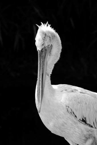 Fotografia "Dzika natura", fotograf Sergio Luiz Cerezer Benetti Sergio w Jose Art Gallery