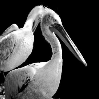 Fotografia "Skrzydła ciszy", fotograf Sergio Luiz Cerezer Benetti Sergio w Jose Art Gallery