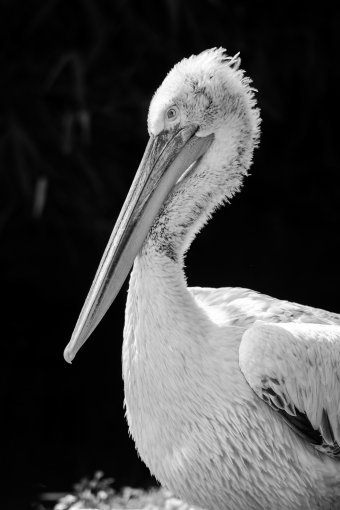 Fotografia "Skrzydełka tropikalne", fotograf Sergio Luiz Cerezer Benetti Sergio w Jose Art Gallery
