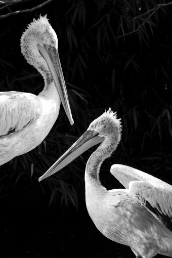 Фотографія "ЕкоРефлексо", фотограф Sergio Luiz Cerezer Benetti Sergio в Jose Art Gallery