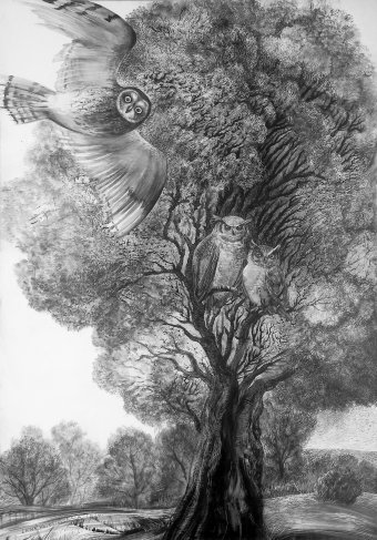 Gráfico "Búhos", ilustrador Lana Korolievskaia tinta papel en Jose Art Gallery