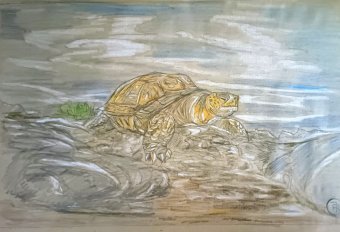 Painting "Galapagos Giant Tortoise: Wildlife and Majesty" by painter roberto ferrando pencil paper at Jose Art Gallery