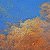 Golden sunset – order