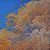 Golden sunset – buy online