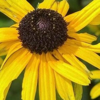 Fotografie "Ganz nah dran und sonnig", fotograf/-in Amanda Harris in der Jose Art Gallery