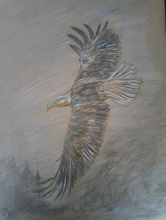 Drawing "Free Flight" by illustrator roberto ferrando pencil paper at Jose Art Gallery