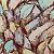 Pastel Tulips – buy online