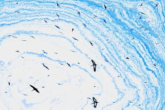 Art numérique "Paysage enneigé", artiste numérique Sergio Luiz Cerezer Benetti Sergio à la Jose Art Gallery