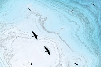 Art numérique "Vol serein", artiste numérique Sergio Luiz Cerezer Benetti Sergio à la Jose Art Gallery