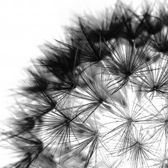 Цифрове мистецтво "Насіння нескінченності", цифровий художник Sergio Luiz Cerezer Benetti Sergio в Jose Art Gallery