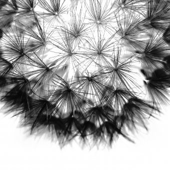 Цифрове мистецтво "Сучасна ботаніка", цифровий художник Sergio Luiz Cerezer Benetti Sergio в Jose Art Gallery