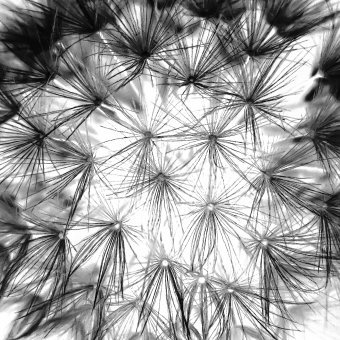 Digital Art "Floral Life" by digital artist Sergio Luiz Cerezer Benetti Sergio at Jose Art Gallery