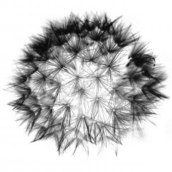 Arte digitale "Essenza del Giardino", artista digitale Sergio Luiz Cerezer Benetti Sergio alla Jose Art Gallery