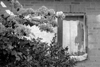 Fotografia "Rinnovamento e vita", fotografo Sergio Luiz Cerezer Benetti Sergio alla Jose Art Gallery