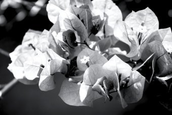 Fotografia "Bellezza botanica", fotografo Sergio Luiz Cerezer Benetti Sergio alla Jose Art Gallery