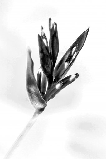 Arte digitale "Aura floreale", artista digitale Sergio Luiz Cerezer Benetti Sergio alla Jose Art Gallery