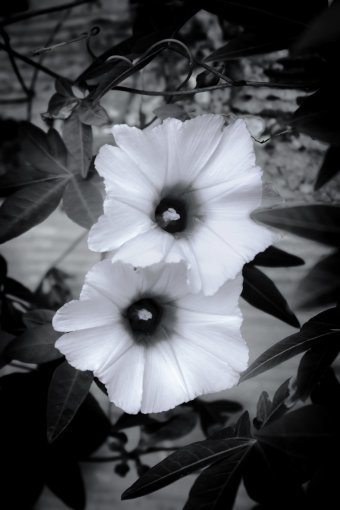 Fotografia "Vita rinnovata", fotografo Sergio Luiz Cerezer Benetti Sergio alla Jose Art Gallery