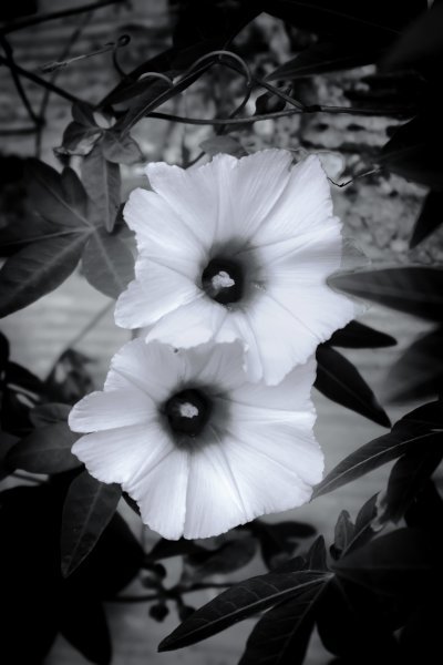 Bianco e nero Natura Fotografia "Vita rinnovata" fotografo Sergio Luiz Cerezer Benetti Sergio 