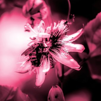 Arte digitale "Fiori vibranti", artista digitale Sergio Luiz Cerezer Benetti Sergio alla Jose Art Gallery