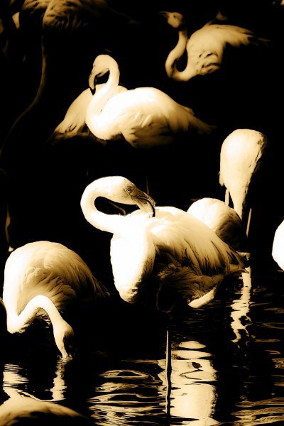 Foto Paesaggio Arte digitale "Giardino dei sogni" artista digitale Sergio Luiz Cerezer Benetti Sergio 