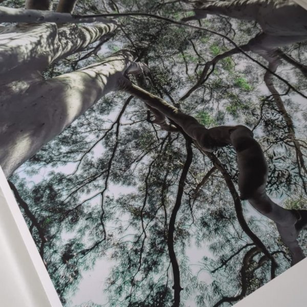 Immagine aggiuntiva 8: Foto Paesaggio Arte digitale "Giardino dei sogni", artista digitale Sergio Luiz Cerezer Benetti Sergio 