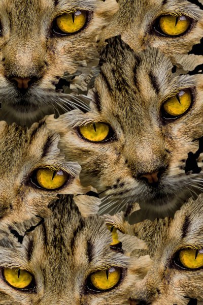 Foto Animalistico Arte digitale "Sussurro dei baffi" artista digitale Sergio Luiz Cerezer Benetti Sergio 