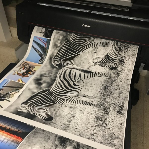 Immagine aggiuntiva 10: Foto Animalistico Arte digitale "Safari selvaggio", artista digitale Sergio Luiz Cerezer Benetti Sergio 