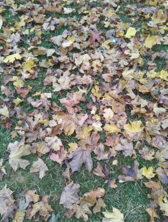 Warm autumn,Lahti 120v