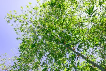 Fotografia "Echi di primavera", fotografo Sergio Luiz Cerezer Benetti Sergio alla Jose Art Gallery