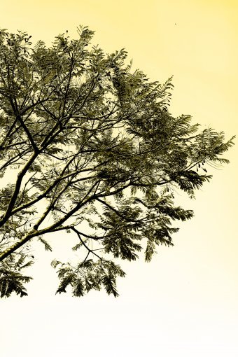 Arte digitale "Energia della Natura", artista digitale Sergio Luiz Cerezer Benetti Sergio alla Jose Art Gallery