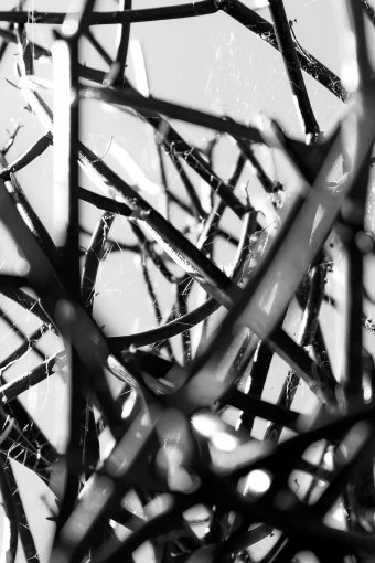 Fotografia "Armonia Vegetale", fotografo Sergio Luiz Cerezer Benetti Sergio alla Jose Art Gallery