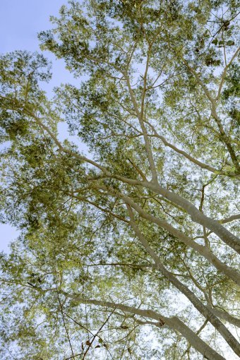 Fotografia "Cicli verdi", fotografo Sergio Luiz Cerezer Benetti Sergio alla Jose Art Gallery