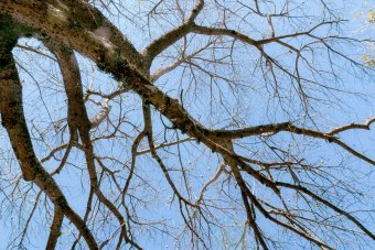 Fotografia "Bellezza e Rinascimento", fotografo Sergio Luiz Cerezer Benetti Sergio alla Jose Art Gallery