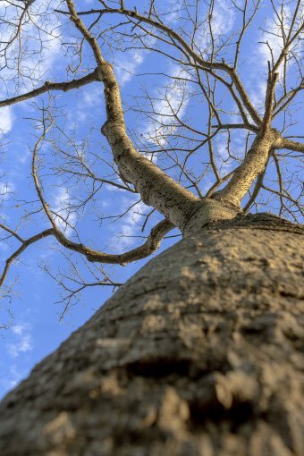 Fotografia "Rinnovamento e vita", fotografo Sergio Luiz Cerezer Benetti Sergio alla Jose Art Gallery