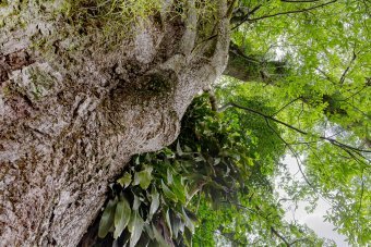 Fotografia "Natura vivente", fotografo Sergio Luiz Cerezer Benetti Sergio alla Jose Art Gallery
