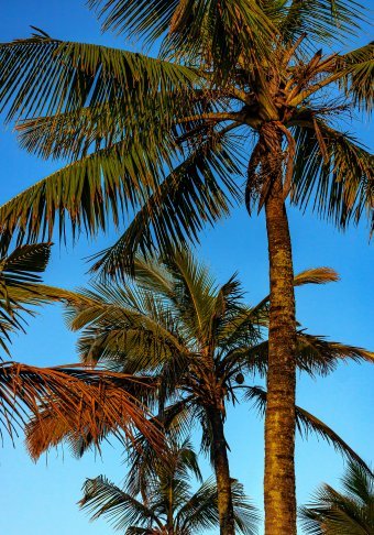 Fotografia "Estate tropicale", fotografo Sergio Luiz Cerezer Benetti Sergio alla Jose Art Gallery