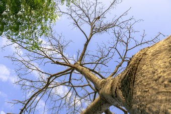 Fotografia "Eco Viva", fotografo Sergio Luiz Cerezer Benetti Sergio alla Jose Art Gallery