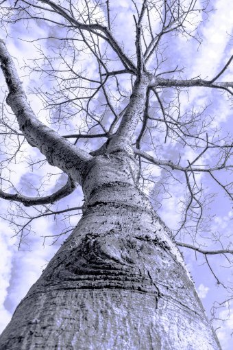 Fotografia "Rami del tempo", fotografo Sergio Luiz Cerezer Benetti Sergio alla Jose Art Gallery