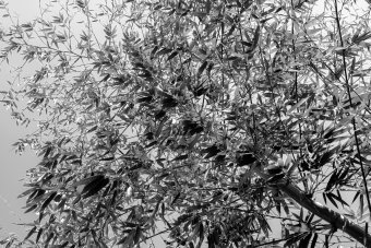 Fotografia "La natura in bianco e nero", fotografo Sergio Luiz Cerezer Benetti Sergio alla Jose Art Gallery