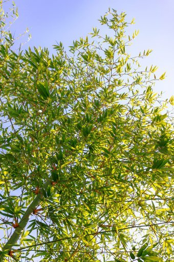 Fotografia "Bambù vivo", fotografo Sergio Luiz Cerezer Benetti Sergio alla Jose Art Gallery