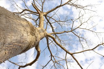 Fotografia "Rete di vita", fotografo Sergio Luiz Cerezer Benetti Sergio alla Jose Art Gallery