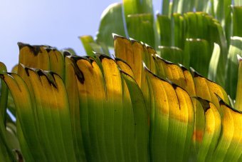Fotografia "Rinascimento verde", fotografo Sergio Luiz Cerezer Benetti Sergio alla Jose Art Gallery