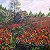 Poppy field – order