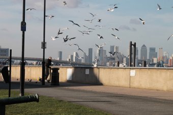 Фотография "Чайки на набережной Темзы.", фотограф Анатолий Пастушенко в Jose Art Gallery