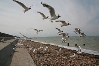 Fotografía "Gaviotas. Saliendo de Shernes.", fotógrafo Anatoliy Pastushenko en Jose Art Gallery