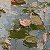 Water Lilies – painting